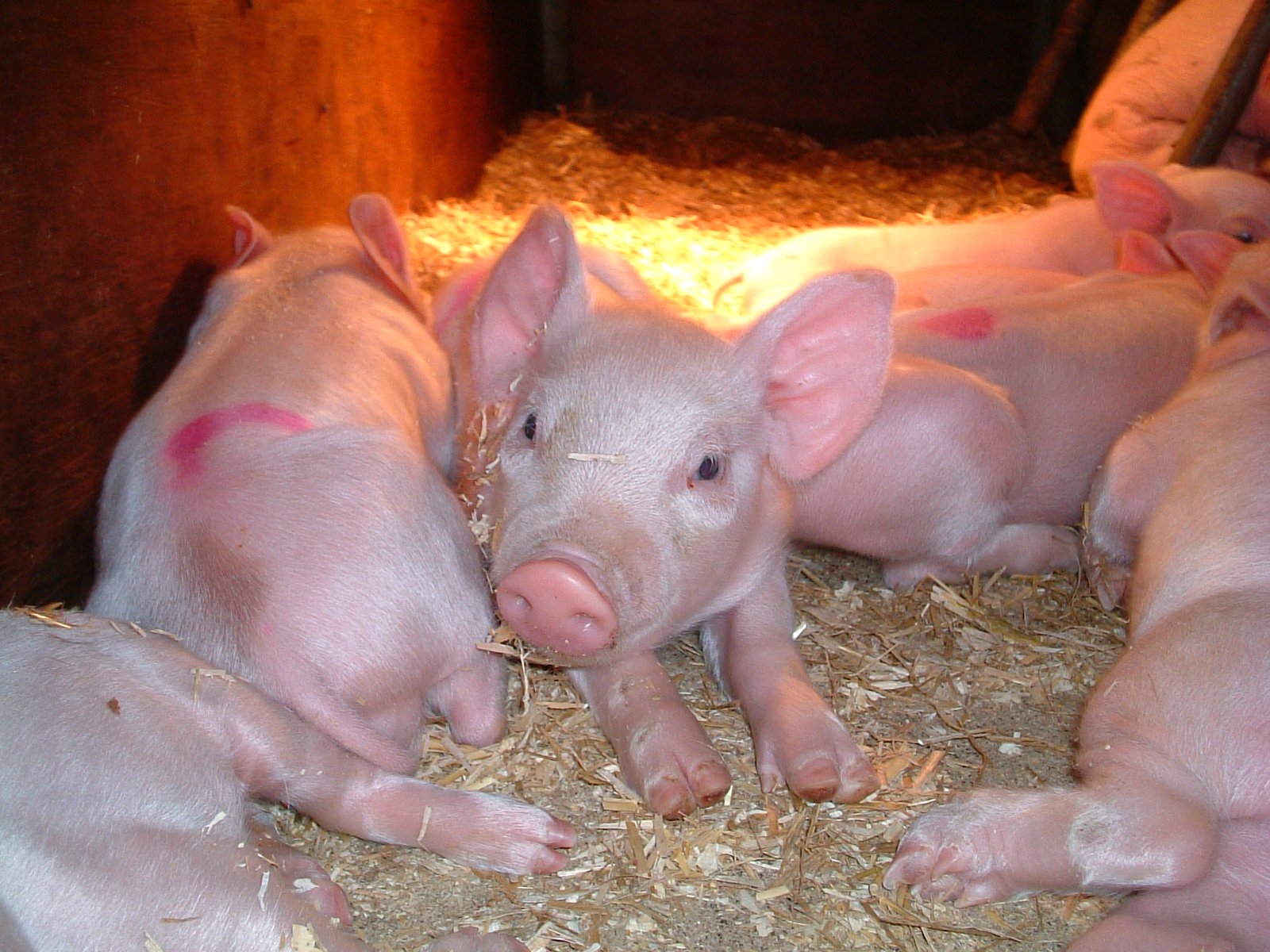 Piglets at Hardy's Animal Farm